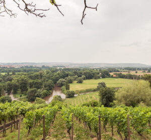 Blick auf den Weinberg