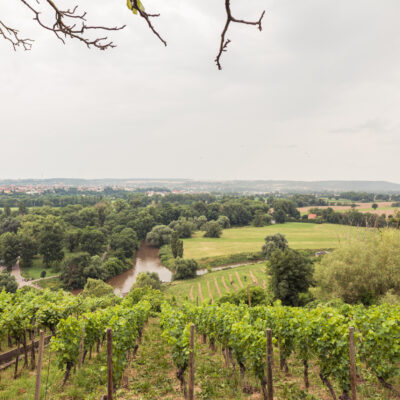 Blick auf den Weinberg