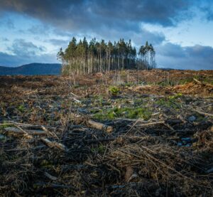 Man blickt auf ein Feld, was wohl eins ein Wald war. Ein paar wenige Bäume stehen noch. Der Himmel wirkt erdrückend.