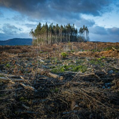 Man blickt auf ein Feld, was wohl eins ein Wald war. Ein paar wenige Bäume stehen noch. Der Himmel wirkt erdrückend.
