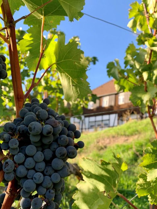 Blick auf den Weinberg