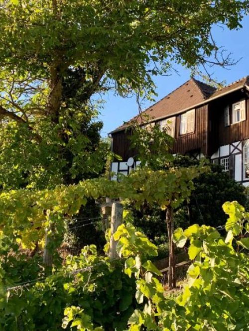 Blick vom Weinberg auf die Villa der HVHS Akademie Sonneck