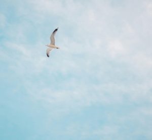 eine Möwe fliegt durch den Himmel