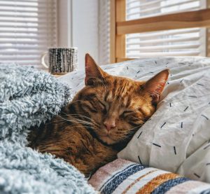 Eine Katze liegt im Bett und schläft.