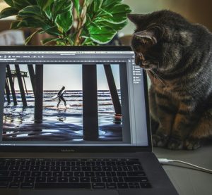 Photoshop ist auf einem Laptop geöffnet und eine Katze schaut auf das Display