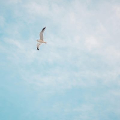 eine Möwe fliegt durch den Himmel