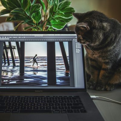 Photoshop ist auf einem Laptop geöffnet und eine Katze schaut auf das Display