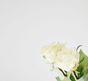 zwei weiße Rosen