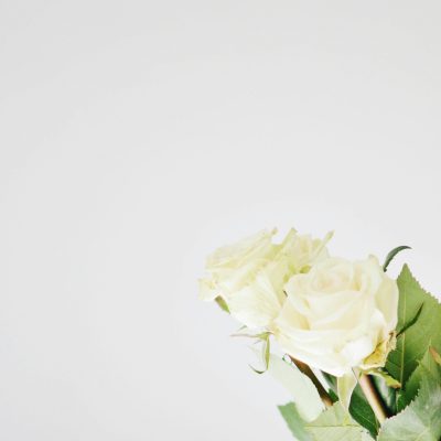 zwei weiße Rosen