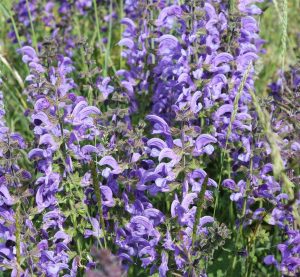 Eine Orchideenwiese mit lila Blüten