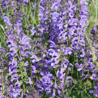 Eine Orchideenwiese mit lila Blüten