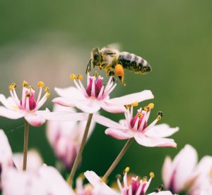 eine Biene, die auf einer Blume sitzt und Nektar sammelt