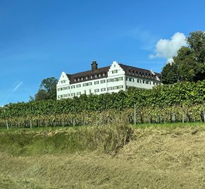 Blick auf einen Weinberg am Bodensee