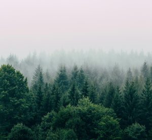 Blick auf einen nebelverhangenen Mischwald