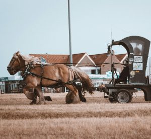 eine fahrende Pferdekutsche auf Juist