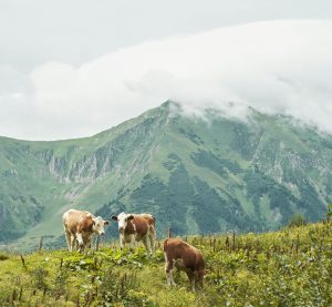Kühe in den Alpen