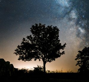 Blick auf den Nachthimmel hinter zwei Bäumen