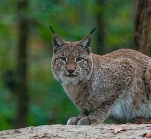 ein Luchs