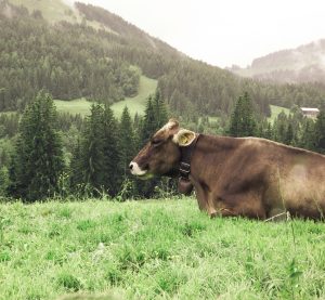 eine Kuh liegt in den Alpen vor einer malerischen Kulisse