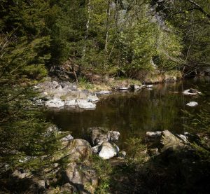 Blick auf einen Fluss im Harz mit Nadelbäumen am Flussufer