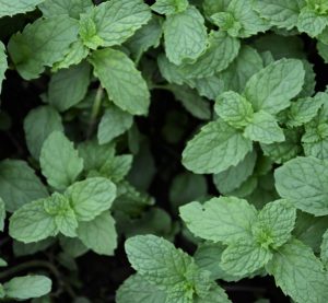 eine Sammlung von Wild- und Heilpflanzen