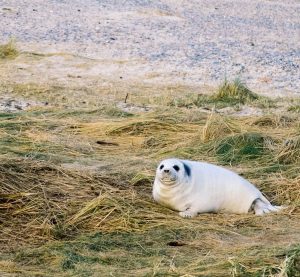 eine Robbe auf Helgoland