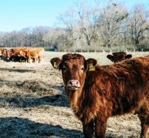 ein Rind im Braunschweiger Land