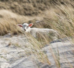 ein Lamm in den Dünen von Sylt