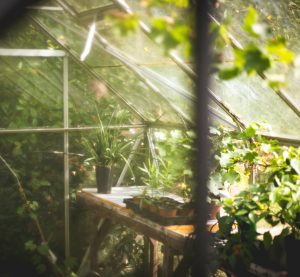 Blick in ein Gewächshaus