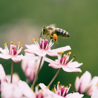 eine Biene, die auf einer Blume sitzt und Nektar sammelt