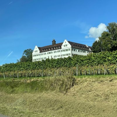 Blick auf einen Weinberg am Bodensee