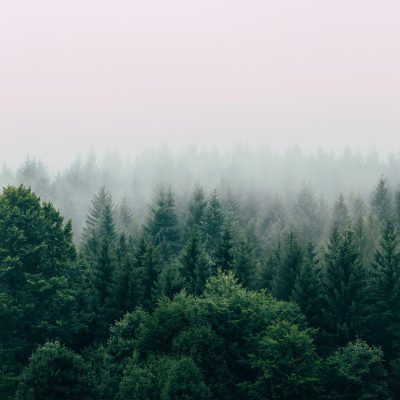 Blick auf einen nebelverhangenen Mischwald