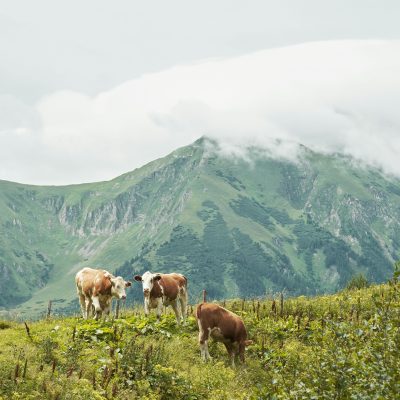 Kühe in den Alpen