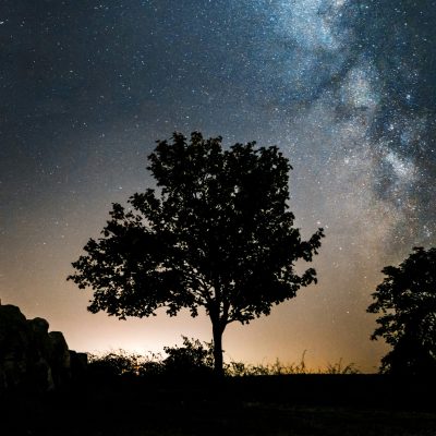 Blick auf den Nachthimmel hinter zwei Bäumen