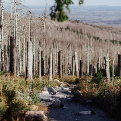 Wanderweg im Harz, rechts und links mit vielen kranken Bäumen.