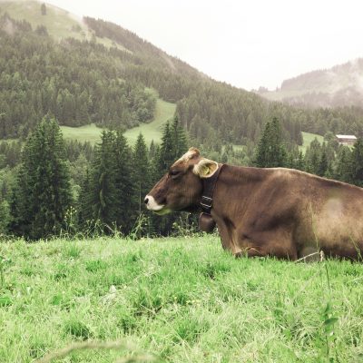 eine Kuh liegt in den Alpen vor einer malerischen Kulisse