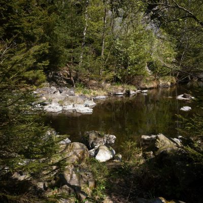 Blick auf einen Fluss im Harz mit Nadelbäumen am Flussufer