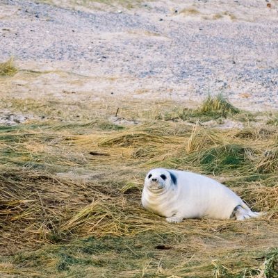 eine Robbe auf Helgoland