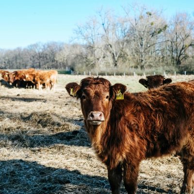ein Rind im Braunschweiger Land