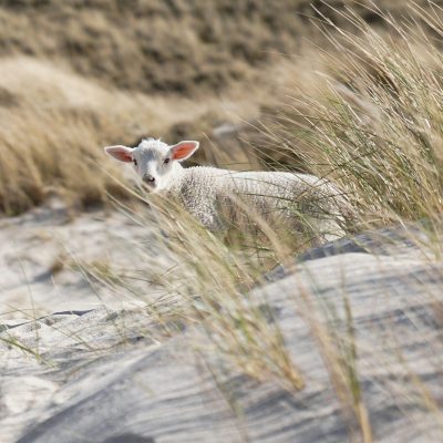 ein Lamm in den Dünen von Sylt