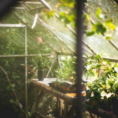 Blick in ein Gewächshaus