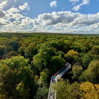 Blick auf den Nationalpark Hainich mit seinen Baumkronen