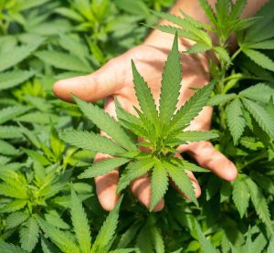 Eine Hand, die Cannabis-Pflanzen betrachtet