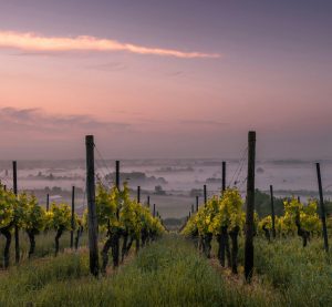 Blick auf einen nebelverhangenen Weinberg