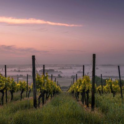 Blick auf einen nebelverhangenen Weinberg