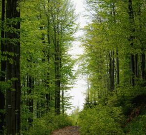 Ein Waldweg mit Licht am Horizont