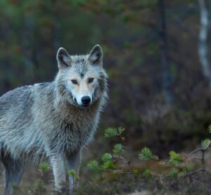 Ein Wolf auf einer freien Fläche in die Kamera blickend