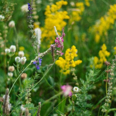 Ein Feld von Wildpflanzen