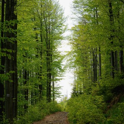 Ein Waldweg mit Licht am Horizont