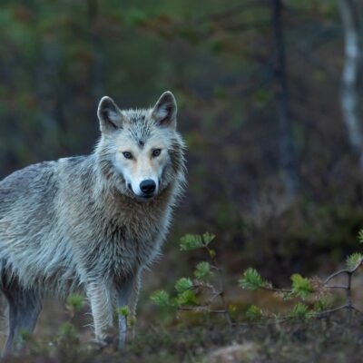 Ein Wolf auf einer freien Fläche in die Kamera blickend